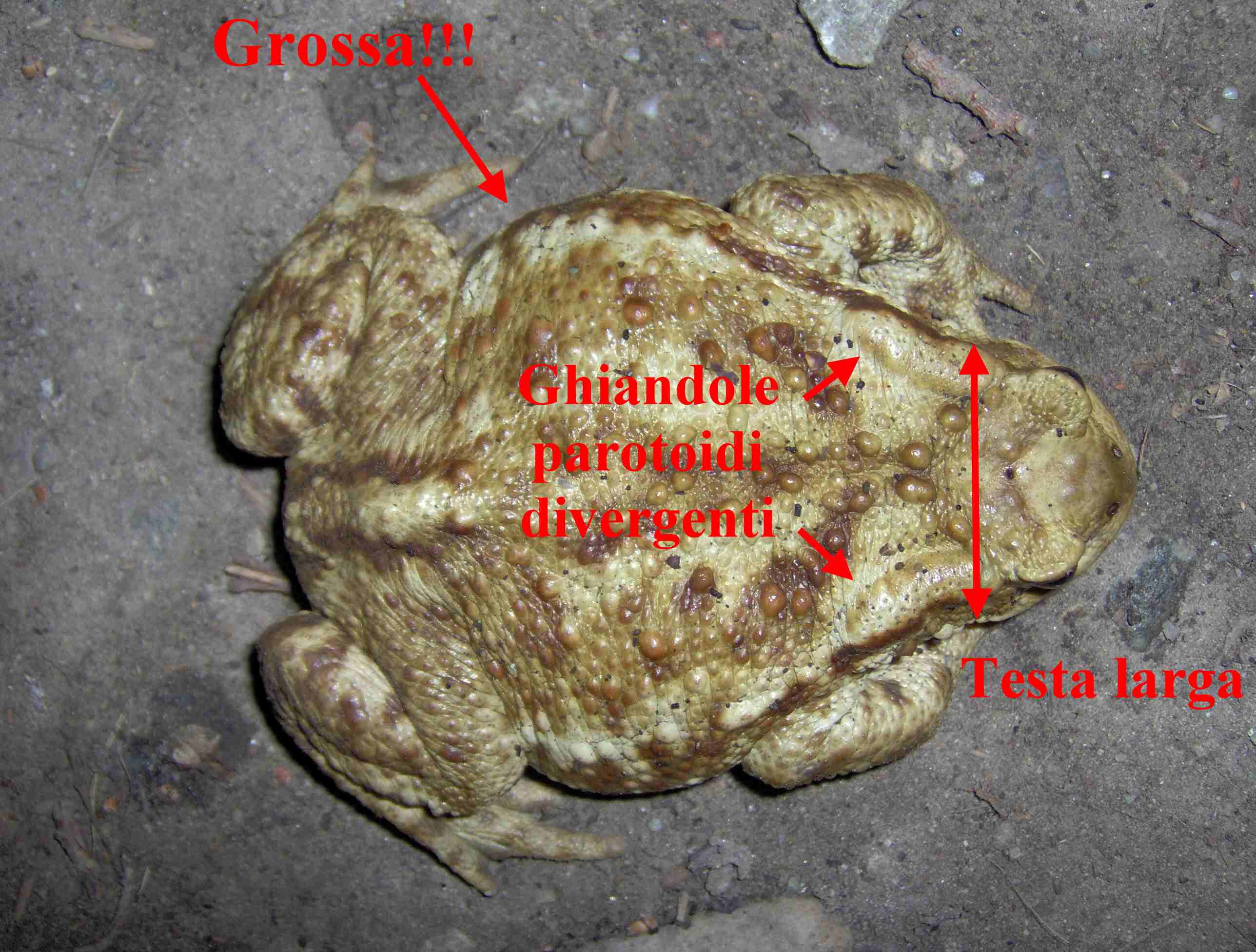 Bufo bufo in 